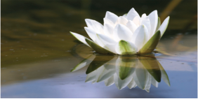 Peaceful waterlily image
