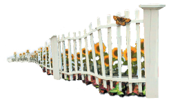 Fence with sunflowers pic
